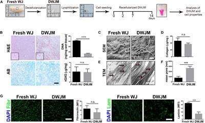 Extracellular Matrix From Decellularized Wharton’s Jelly Improves the Behavior of Cells From Degenerated Intervertebral Disc